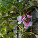 안산 식물원 이미지