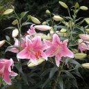 서호북초등학교 이미지