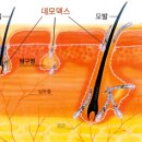 현대병(당뇨. 고혈압. 중풍. 치매. 암. 비만 .등등) 이미지