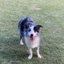 지지네 애견호텔&놀이방 이미지