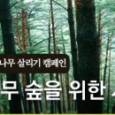 소나무숲 이미지