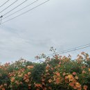 한림리조트 이미지