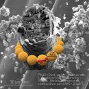 백두바이오 주식회사 | 겨울샴푸 비듬 두피각질 건성두피 바이오디톡 비듬샴푸 추천