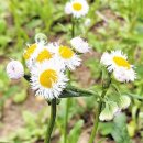 봄망초 - ‘계란프라이’ 닮은 꽃 이미지