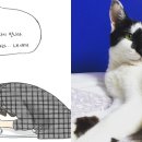 우리가족 웹툰 작가 이미지