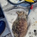 영묵항 쭈꾸미 이미지