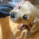 베이비독 이미지