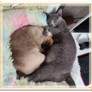 아이조아요양보호소 전남광주점 | 광주고양이파양 아이조아보호소에 맡기게 됐어요