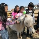 포니랜드 이미지