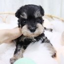 호야펫 구리점 네이버블로그