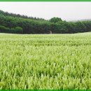 보리쌀롱 이미지