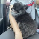 표선연세의원 | 21.10.24 모더나백신 2차 후기 및 쮸비니 일상