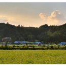 봉평메밀밭 이미지