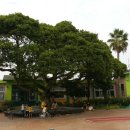 함덕초등학교선흘분교 이미지