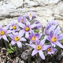 동강 할미꽃 흑염소농장 이미지