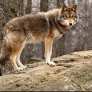 카르파티아 산맥의 늑대+저먼 셰퍼드 "체코슬로바키안 울프독" 견종백과 8 이미지