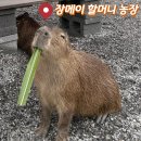 창구농장 | 대만 이란 여행 대중교통 셀프 투어 장메이아마농장 가는법-카피바라