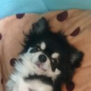 이프멍멍 이미지