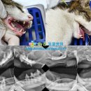 전동물병원 이미지