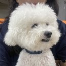 개랑 놀아주는 남자 이미지