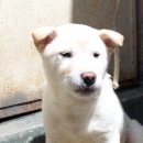상구 Daum카페
