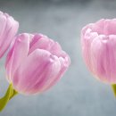 일본어 기초회화 이미지