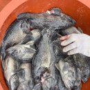 JJ펜션 민박 이미지