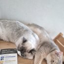 루루캣 | [리뷰] 고양이 2마리 집사 추천 아니말리 고양이 탈취제 캣잎향 솔직 후기!