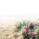 바다노을 이미지