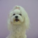 정다운애견미용 이미지