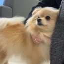 리가플스방 이미지