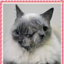 야누스PC 이미지