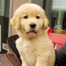 나는 댕댕 이미지