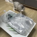 세종 피자 맛집 “피자스톰”
