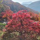 구립엠밸리큰나무어린이집 | 4세 45개월 육아일기: 기관지염, 화담숲 단풍구경, 옥토넛 뮤지컬관람, 도쿄장난감미술관, 4세 놀이...