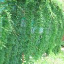 카페뜨락 이미지