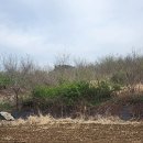신당 동산 잡목 상태(2026.04.12) 이미지