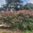덕천사 티스토리