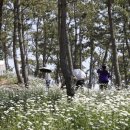 장산도