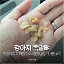 더힐링동물병원 | 강아지 족발 족발뼈 먹고 더원 24시 동물병원 다녀온 후기