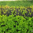 궁평농장 이미지