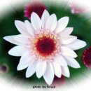 The Father 이미지