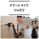 냥떼목장 | [경기도/고양] '냥떼목장' 아이랑 일산 고양이카페에서 이색 데이트
