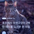 RE:🦊켓맘도 🐺켓대디도 🦝반려인도 속고 🌐지구촌도 속았다".🈲️ 요물' 악물'을 대표하는 영악한 길'고양이에게 속았다".🈯 이미지