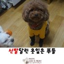 독테소리 네이버블로그