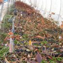 새싹농장 이미지