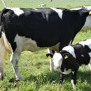 성광목장 이미지