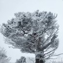 당골 제1화장실 | [ 강원특별자치도 가볼만한곳] 태백 유일사코스 등산 눈꽃산행 태백산