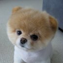 귀여운 강아지 이미지