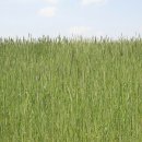 보리목장 이미지